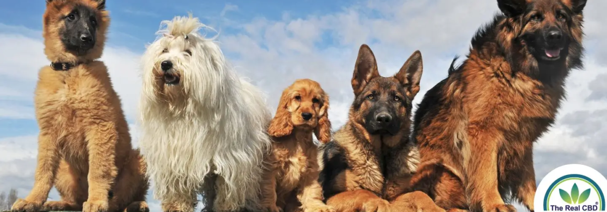 Line of dogs on a fence