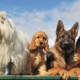 Line of dogs on a fence