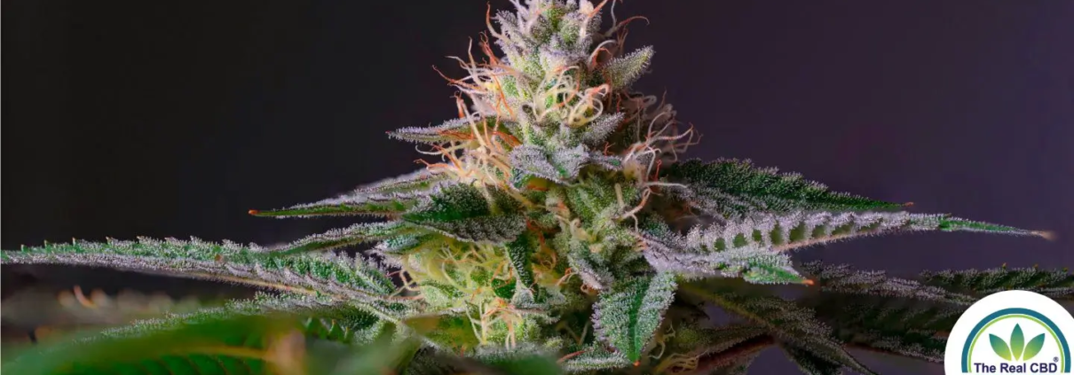 Marihuana-blomst med trikromer