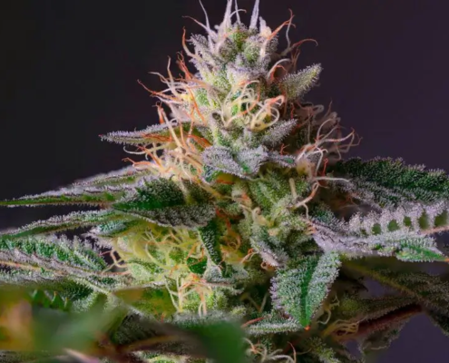 Marihuana-blomst med trikromer