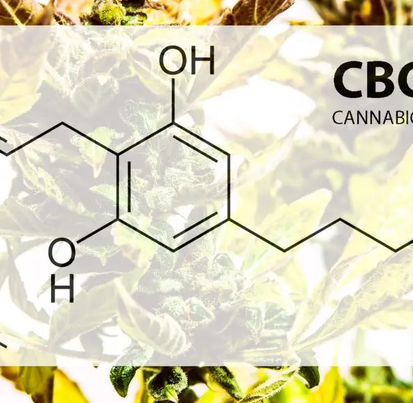 CBD cannabigerol