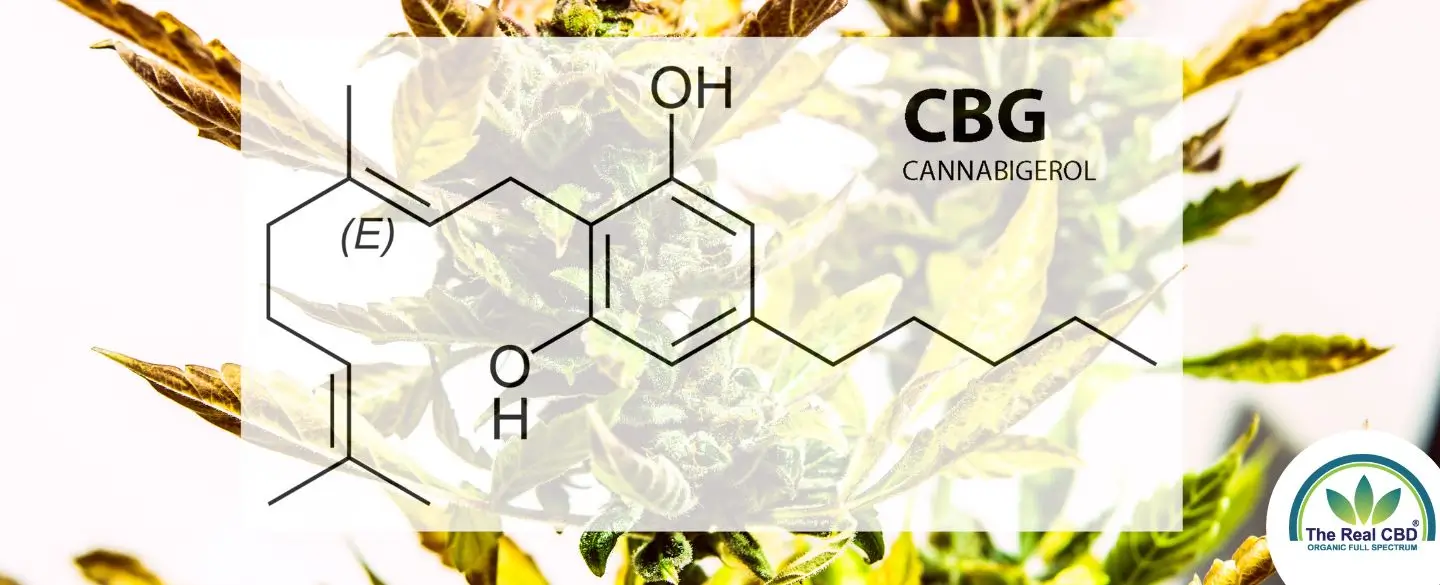 CBD cannabigerol