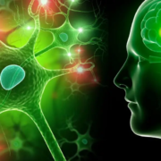The-Real-CBD-Blog-virker-CBD-beroligende-paa-nervesystemet Hoved med en grøn hjerne, der lyser op