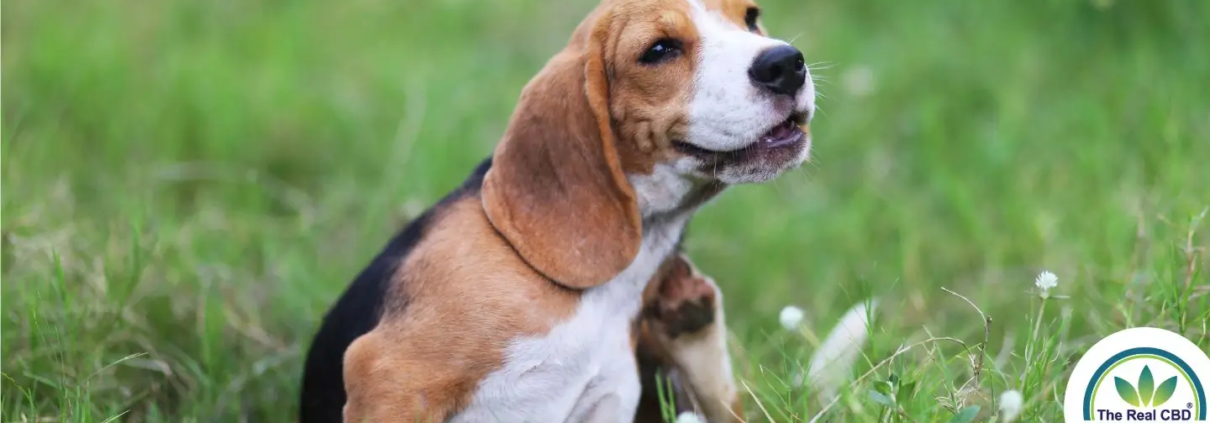 Hund på en mark, der klør sig selv