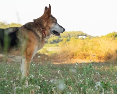 Gammel hund på en mark