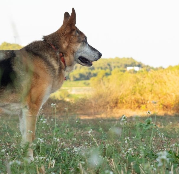Gammel hund på en mark