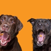 The-Real-CBD-Blog-CBd-hunde-godbidder Række af hunde, der fanger godbidder i luften