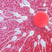 The-Real-CBD-Blog-åvirker CBD mandlig fertilitet Æg bliver befrugtet af sædceller