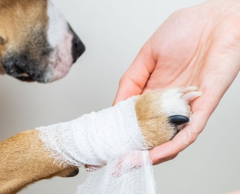 Hund med bandage om foden