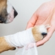 Hund med bandage om foden