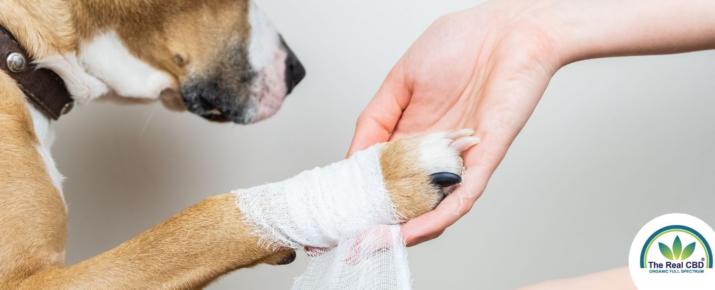 Hund med bandage om foden