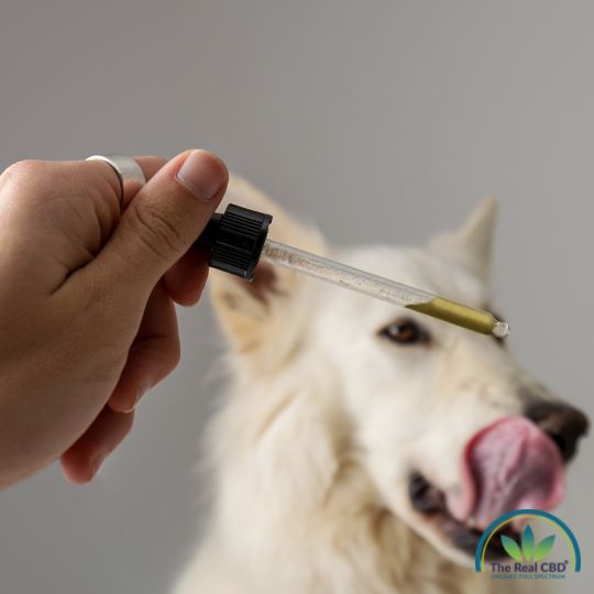 Hvid Husky slikker sig om munden efter CBD olie
