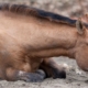 Hest med kolik ligger på en mark