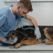 The-Real-CBD-Blog-CBD-til-leishmaniasis-hos-hunde Schæfer hund ligger på dyrlægens bord
