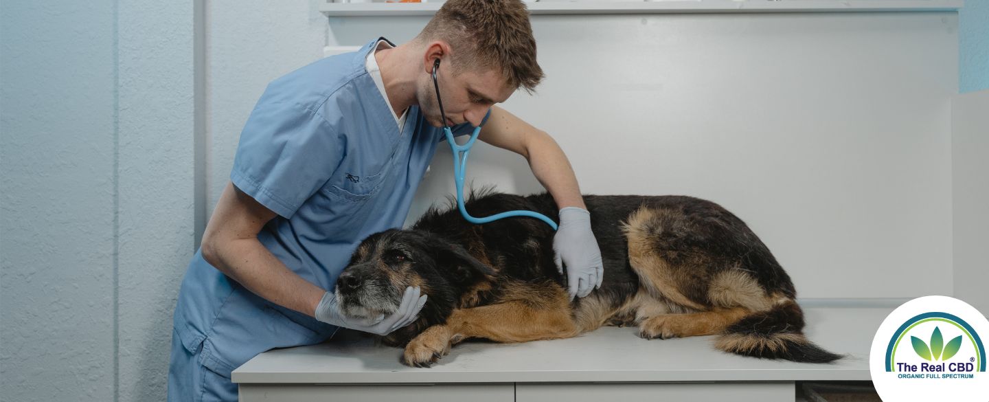 Schæfer hund ligger på dyrlægens bord