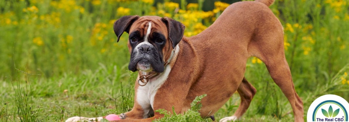 Glad Boxer hund på en græsplæne