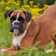 Glad Boxer hund på en græsplæne