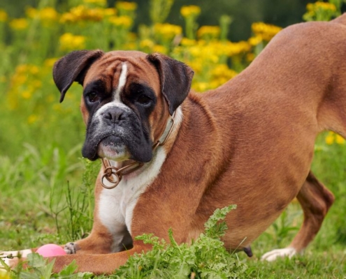 Glad Boxer hund på en græsplæne