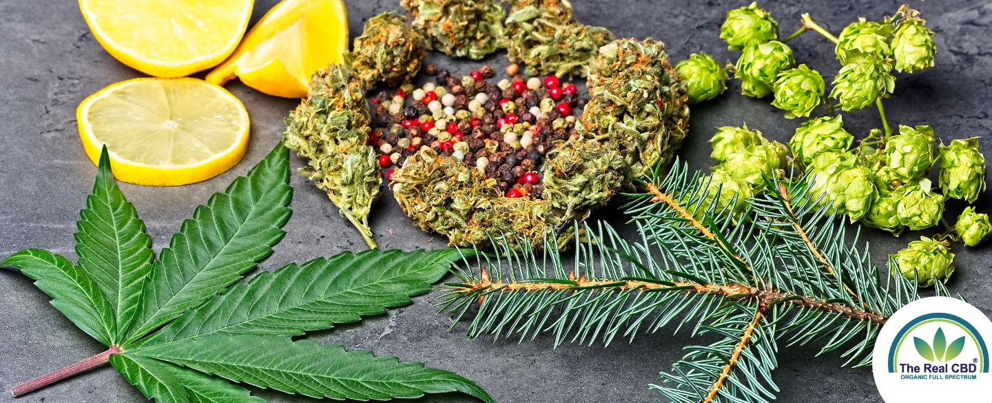Fordelene ved terpener i CBD-produkter