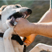 The-Real-CBD-blog-CBD-til-aggressive-hunde Hund bider mand i hånden