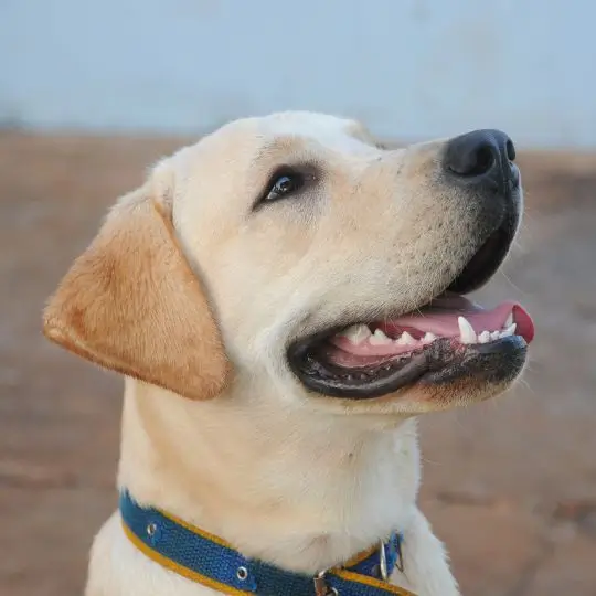 Max den gule labrador