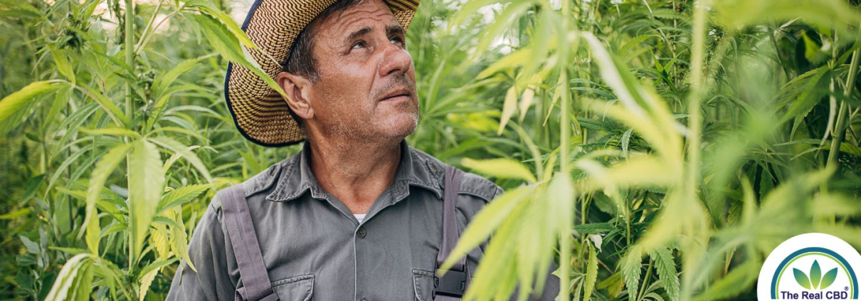 CBD landmand ser på sine hamp mark
