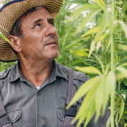 The-Real-CBD-Blog-CBD-landbrug CBD landmand ser på sine hamp mark