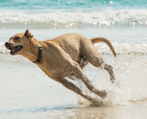 Hund løber hurtigt på stranden