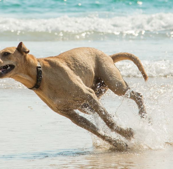 Hund løber hurtigt på stranden