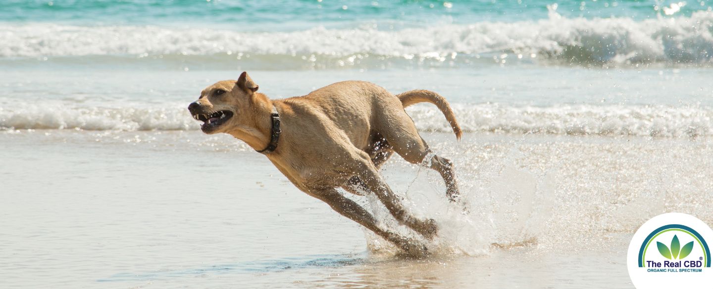 Hund løber hurtigt på stranden