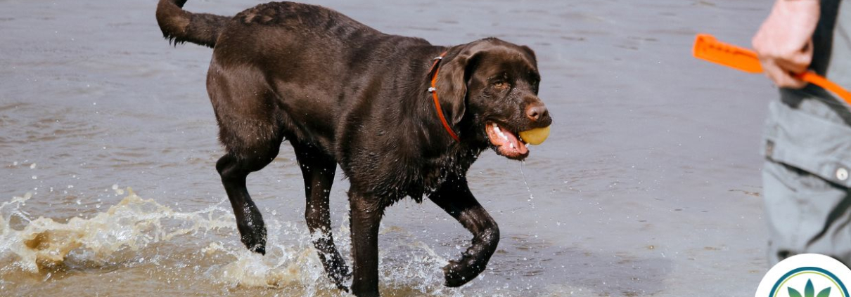Max løber på stranden