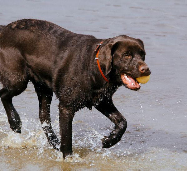 Max løber på stranden