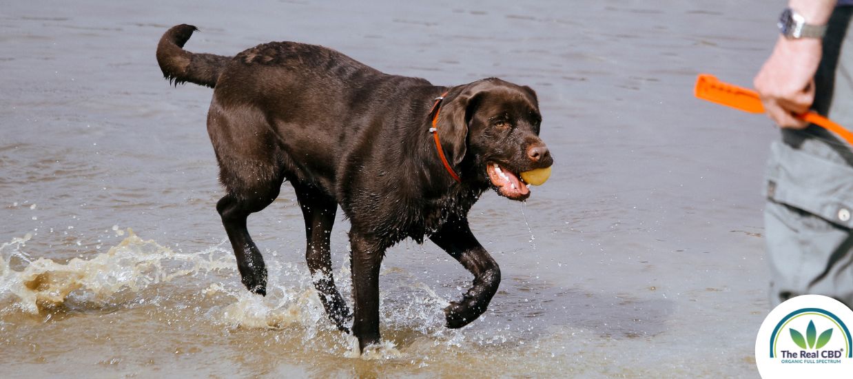 Max løber på stranden