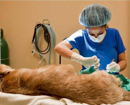 Dyrlæge operere på en golden retriever