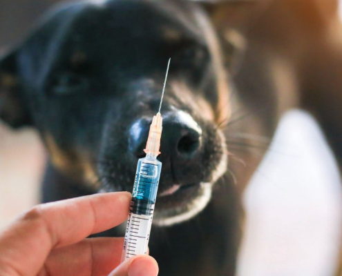 En hund ser på in indsprøjtnings kanyle med bange øjne