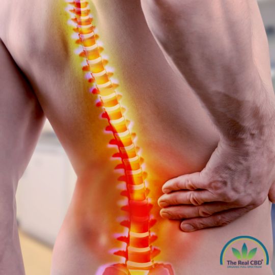 Billede af en rygsøjle med smerter