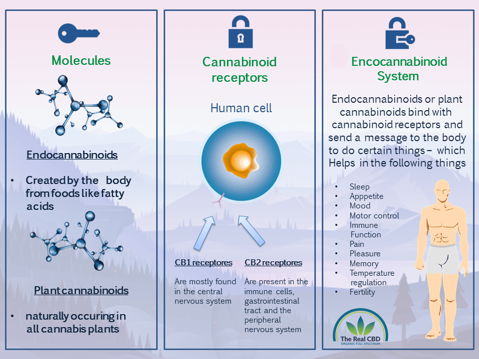 The Real CBD - Our Endocannabinoid system infographics