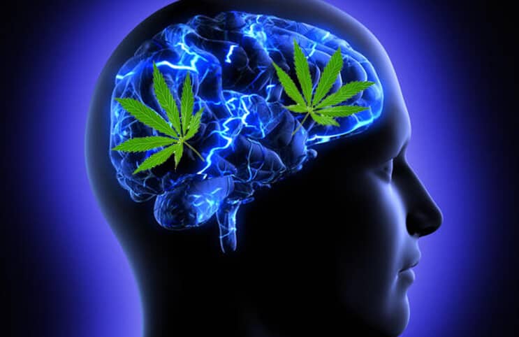 cannabis on the brain