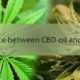 The difference between CBD oil and Cannabis oil
