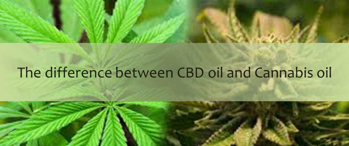 La différence entre l'huile de CBD et l'huile de cannabis