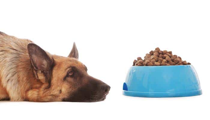 perte d'appétit chez les chiens