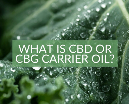 What is CBD or CBG carrier oil The Real CBD