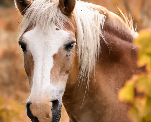 the-real-cbd-page-cbd-oil-for-horses-side-effects