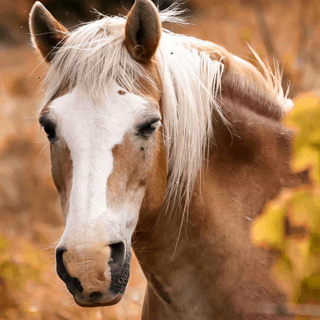 the-real-cbd-page-cbd-oil-for-horses-side-effects