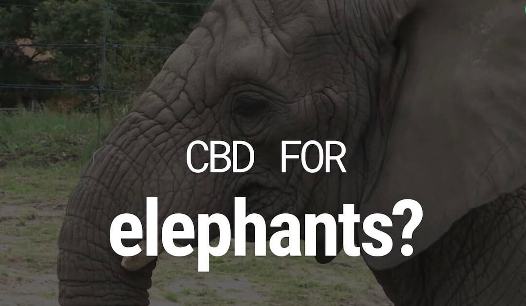 Drei afrikanische Elefanten im Zoo der polnischen Stadt Warschau erhalten Cannabisöl