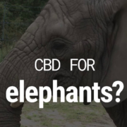 Three African elephants at the zoo in the Polish city of Warsaw are given cannabis oil