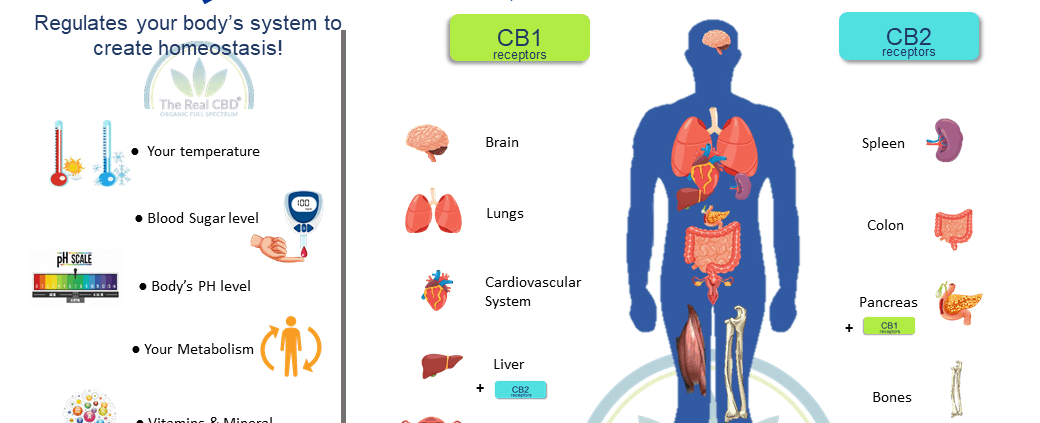 What is the endocannabinoide system (Infographic)