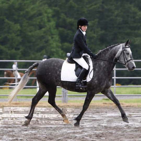 cbd can my horse compete?
