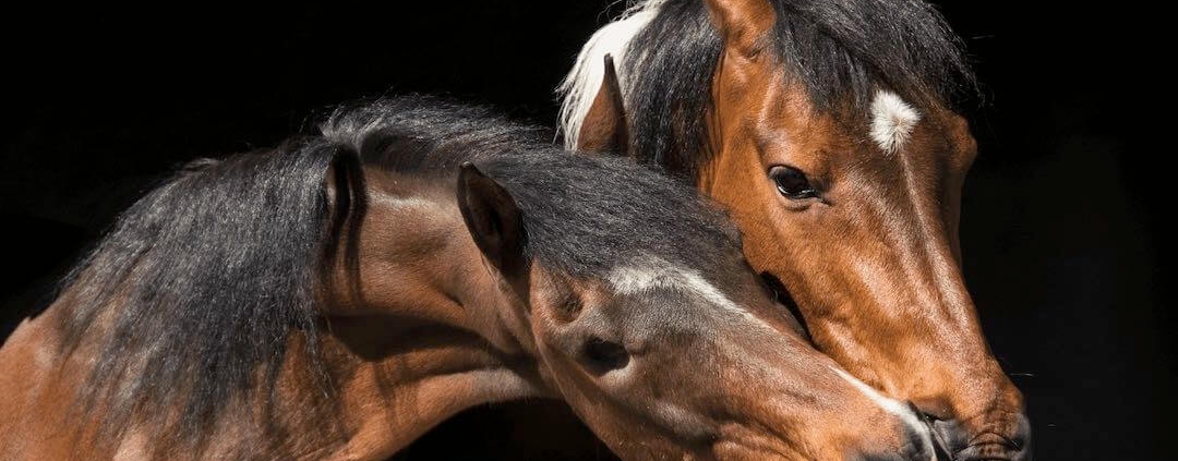 can you give cbd to horses?