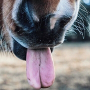 cbd et chevaux langue extérieure du cheval